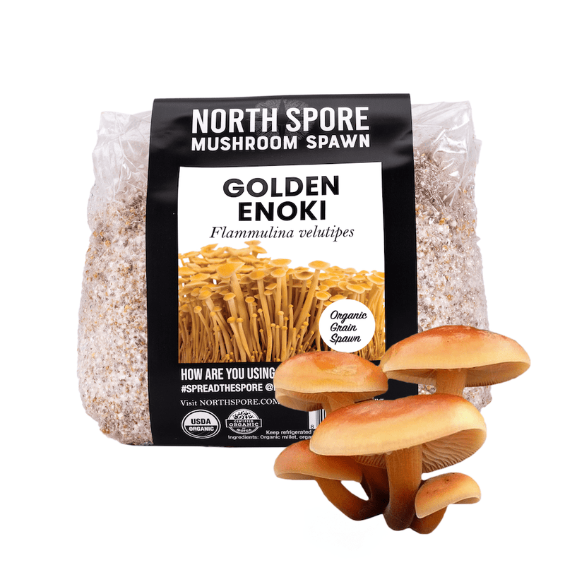Grain Spawn Organic Golden Enoki Mushroom Grain Spawn