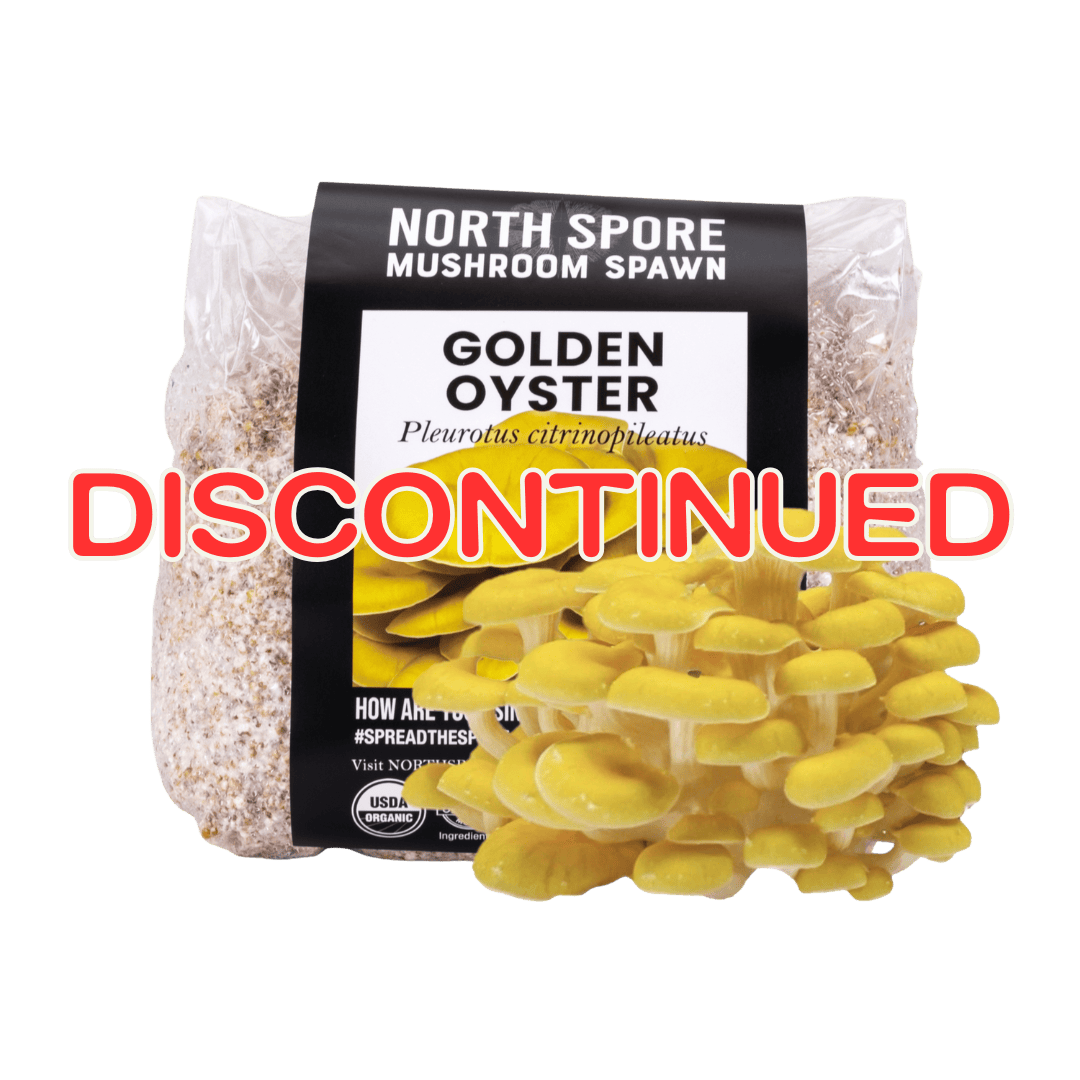 Grain Spawn Organic Golden Oyster Mushroom Grain Spawn