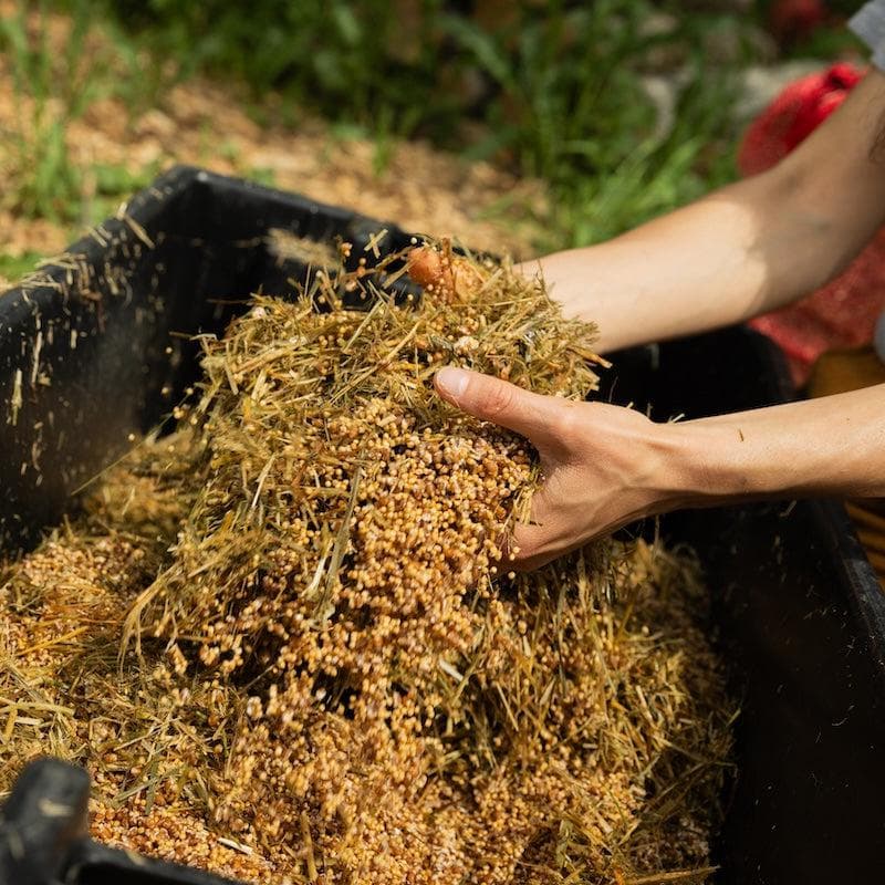 Grain Spawn Organic Hen of the Woods (Maitake) Grain Spawn