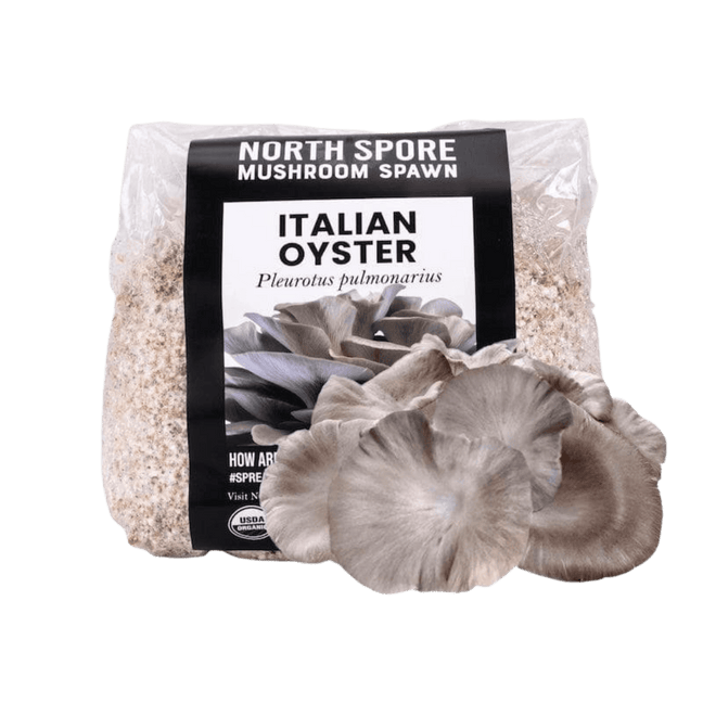 Organic Honey Mushroom Winter Mycelium Spawn & Spores - Dried, From Ukraine