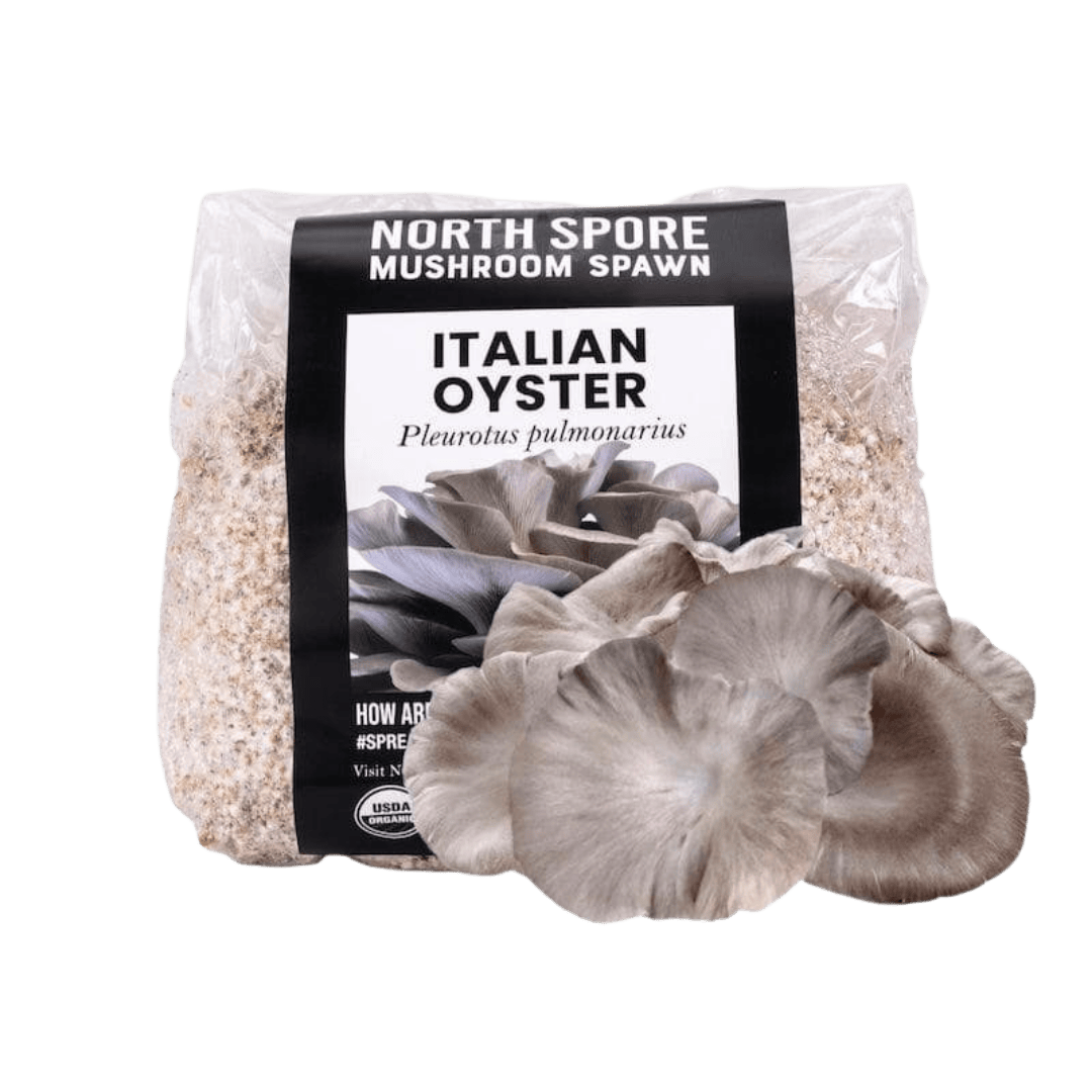 Grain Spawn Organic Italian Oyster Mushroom Grain Spawn