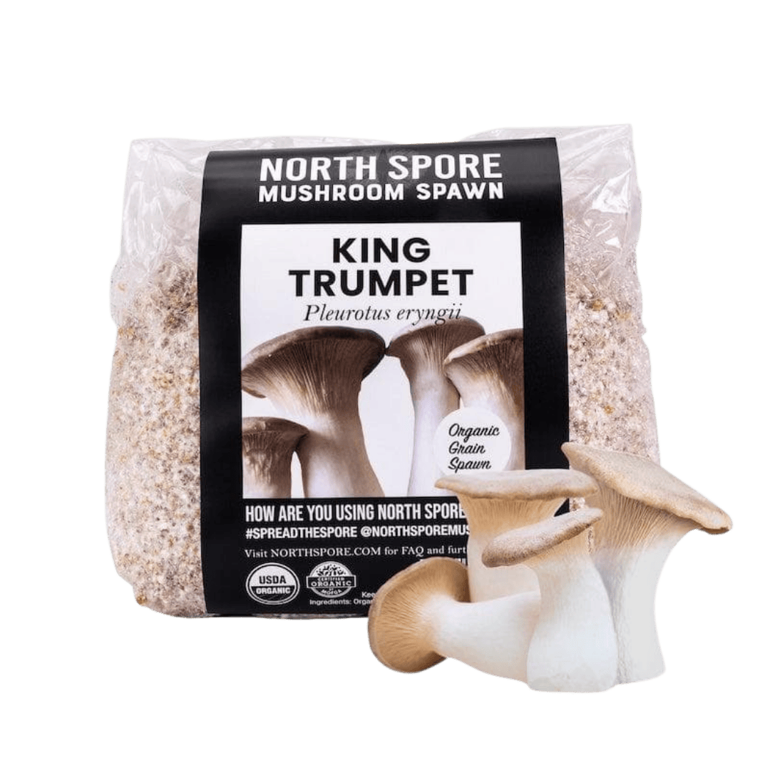 Grain Spawn Organic King Trumpet Mushroom Grain Spawn