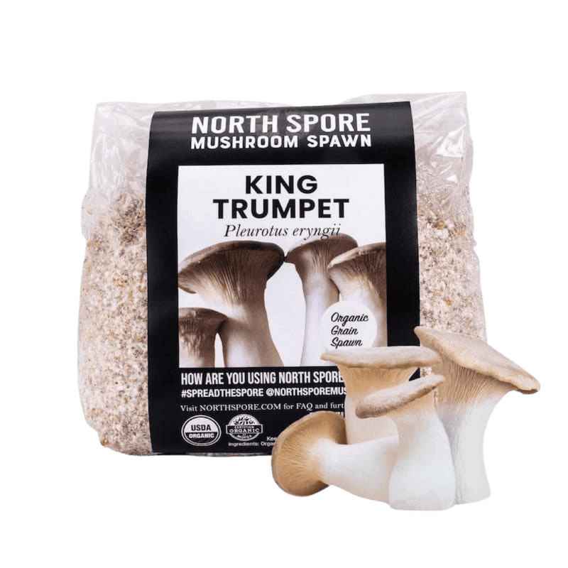 Grain Spawn Organic King Trumpet Mushroom Grain Spawn