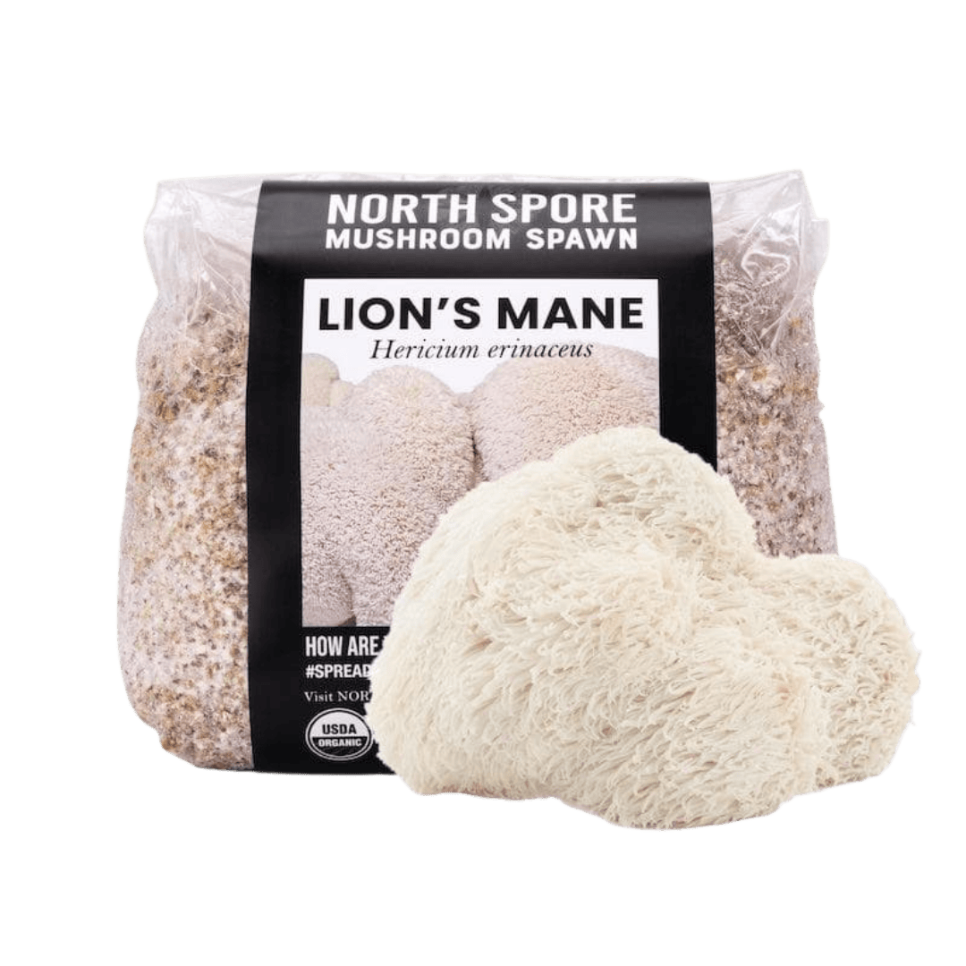 Grain Spawn Organic Lion's Mane Mushroom Grain Spawn