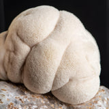 Image thumbnail: Grain Spawn Organic Lion's Mane Mushroom Grain Spawn