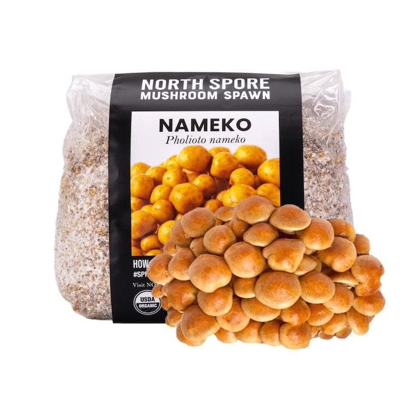 mushroom　0421 Amazon.com : North Spore Organic Shiitake (100 ct) Mushroom
