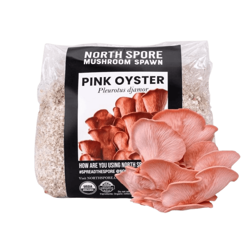 Grain Spawn Organic Pink Oyster Mushroom Grain Spawn