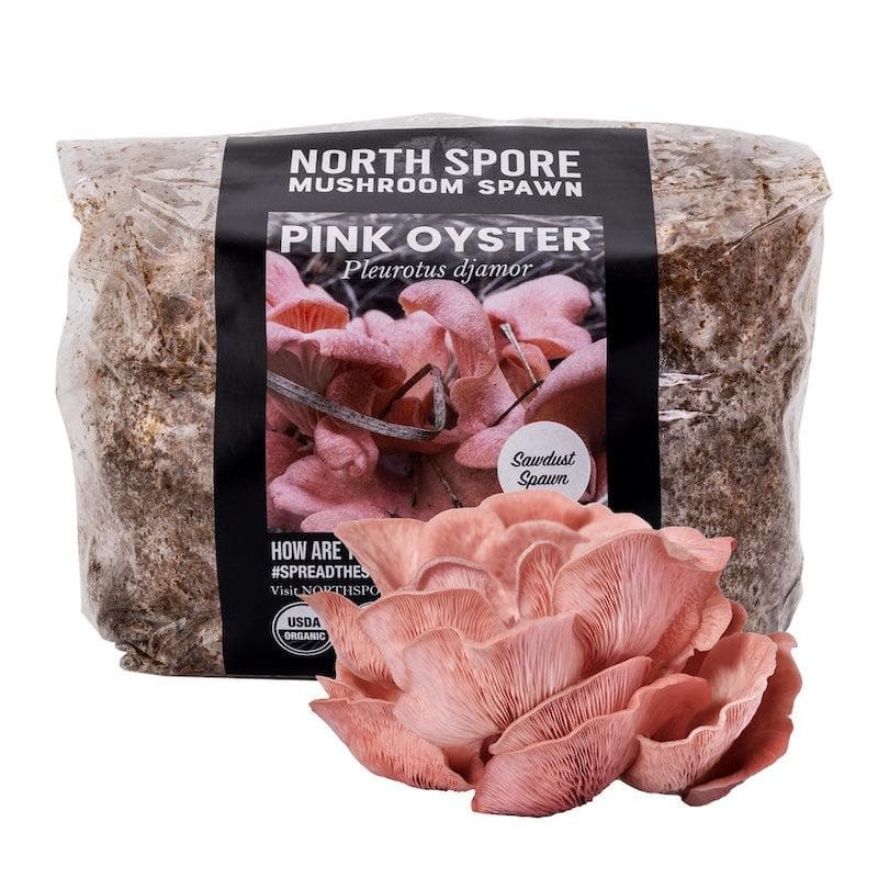Wholesale Mushroom Plant Pick on Spring (6 pc. ppk.) | Ganz