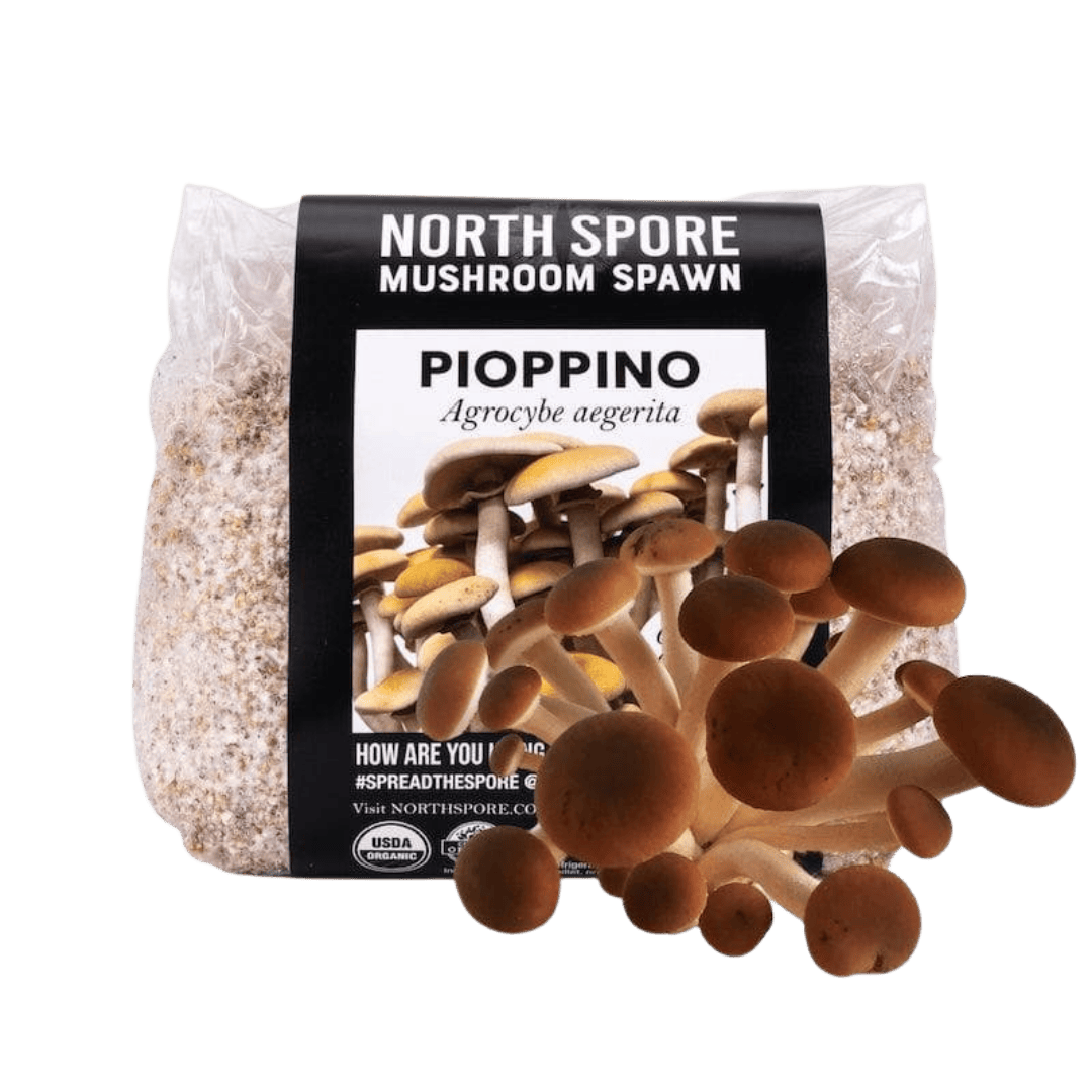 Grain Spawn Organic Pioppino Mushroom Grain Spawn