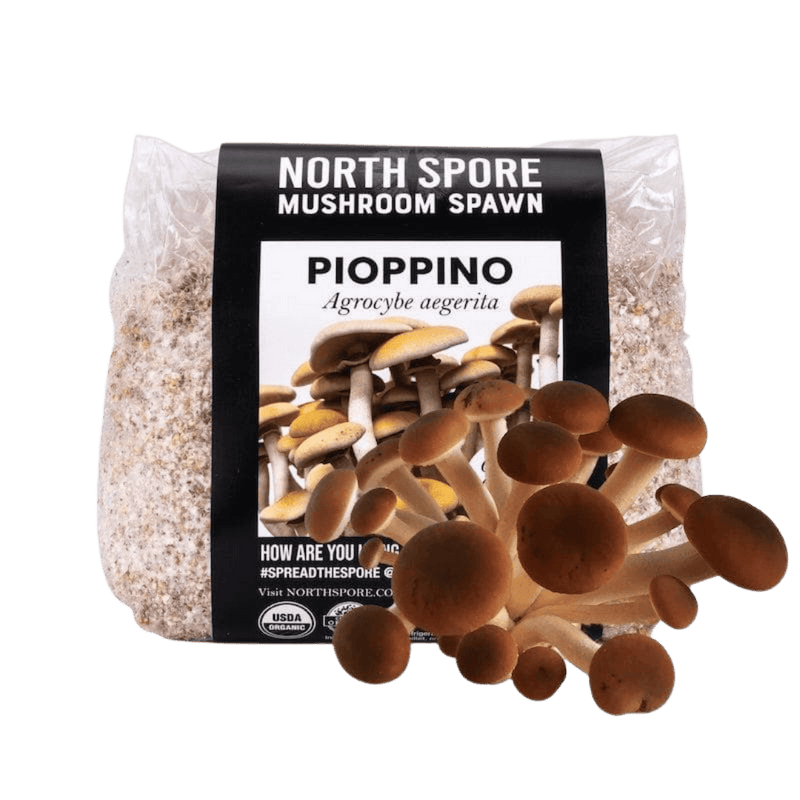 Grain Spawn Organic Pioppino Mushroom Grain Spawn