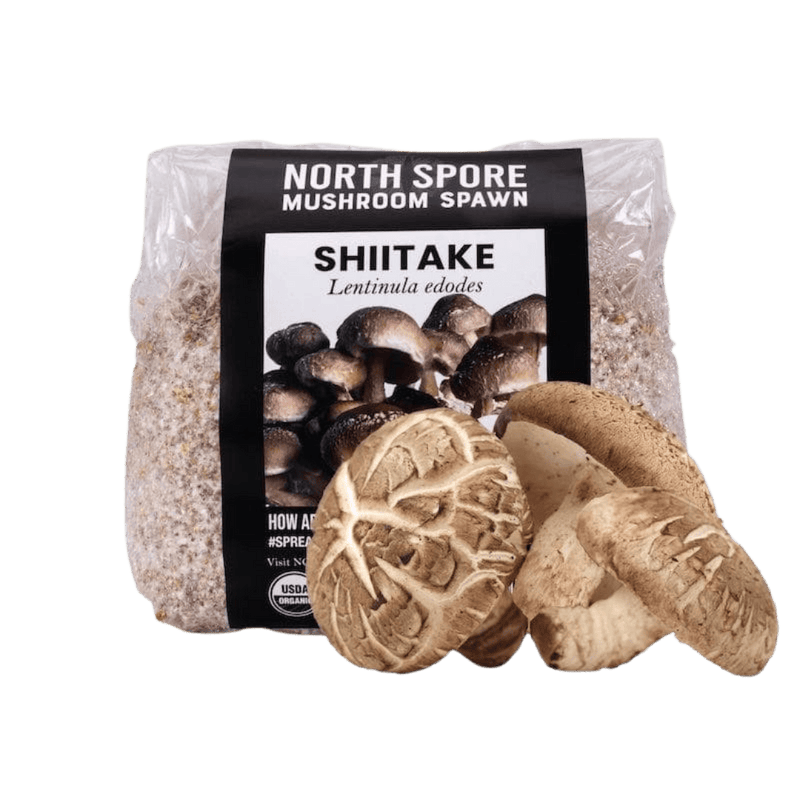 Grain Spawn Organic Shiitake Mushroom Grain Spawn
