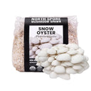 Snow Oyster