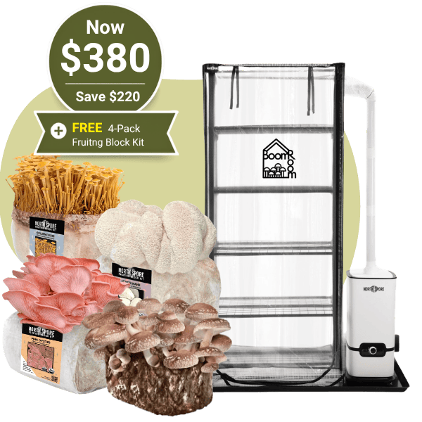 BoomRoom + 4 Fruiting Blocks Bundle