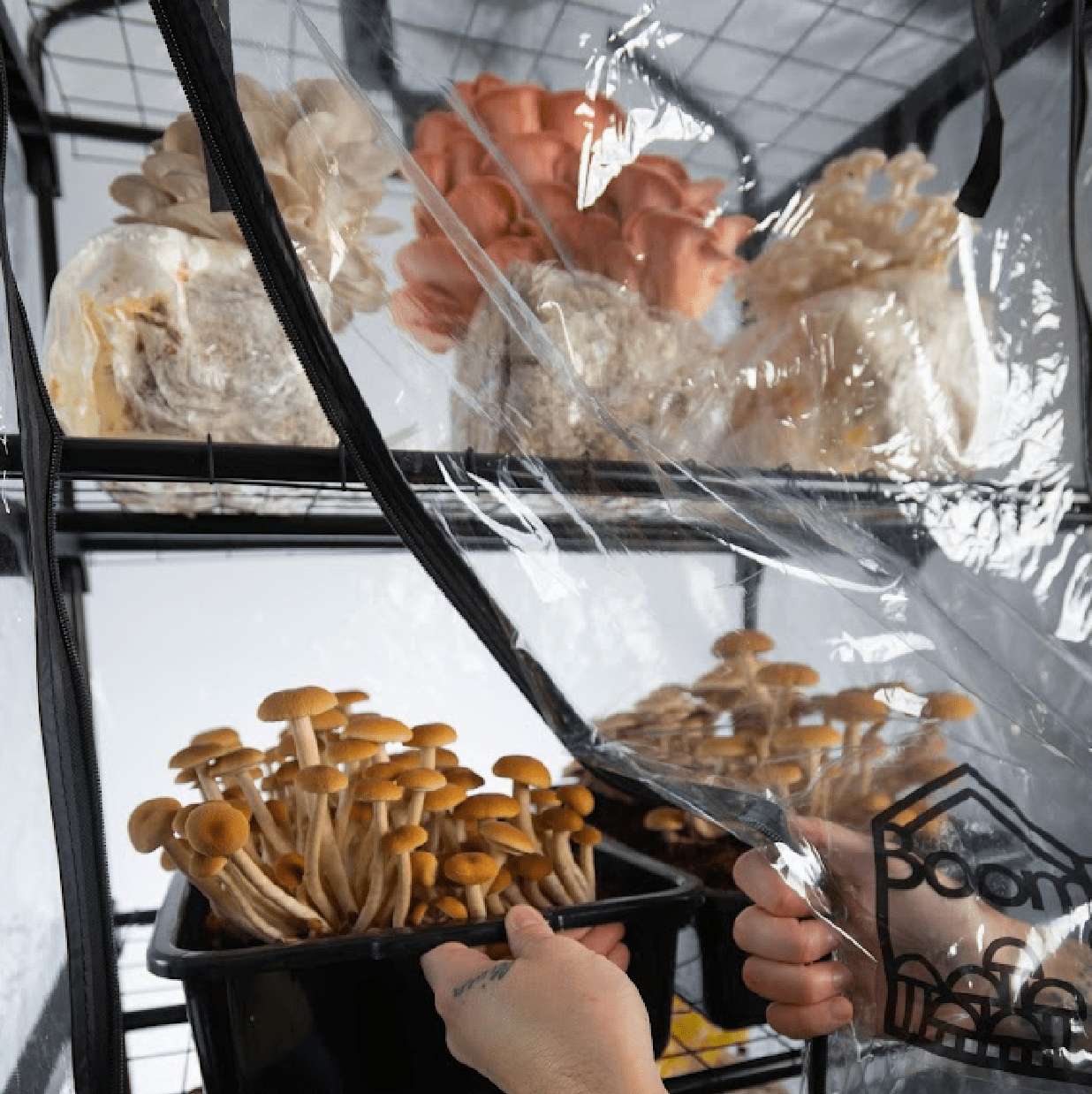 mushroom growing tent setup 'BoomRoom II' Automated Martha Tent Mushroom Grow System