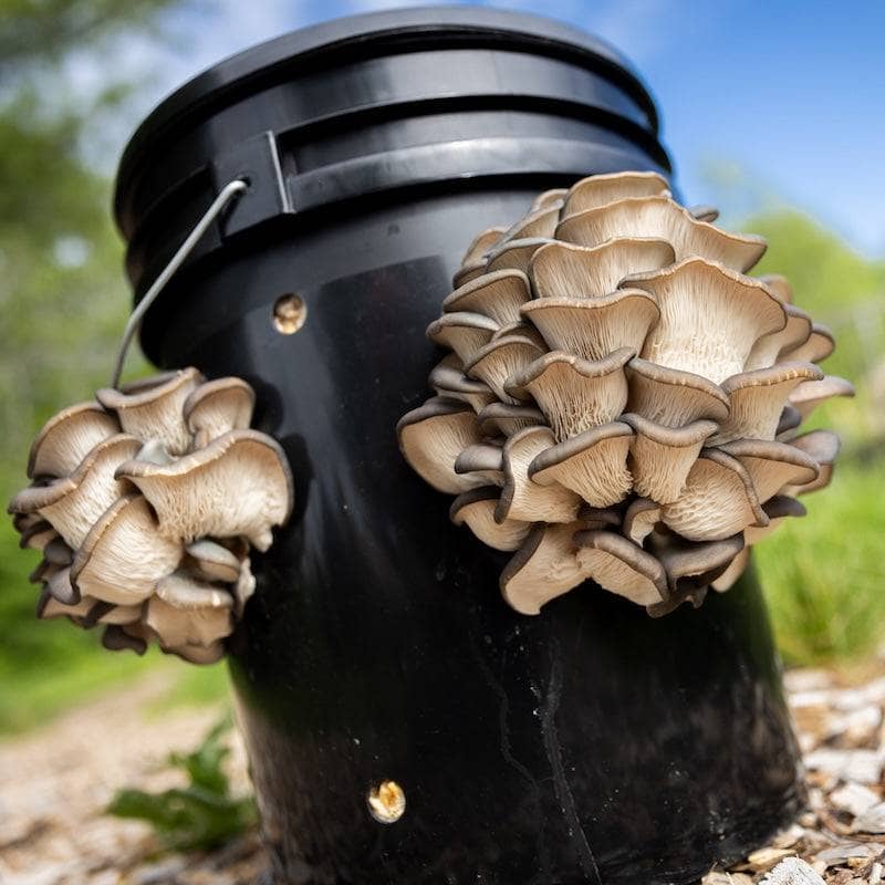 Grow Chambers 'MushBucket' Blue Oyster Mushroom Bucket Grow Kit