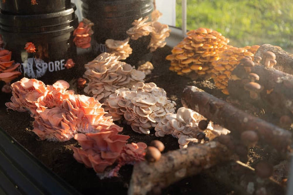 When and Where to Plant Mushrooms Outdoors