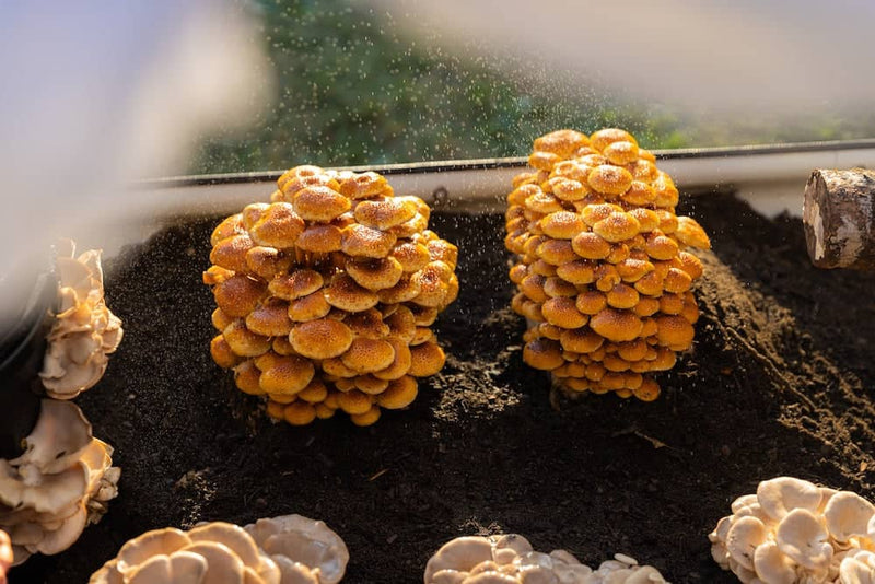 Grow Chambers MycoSphere