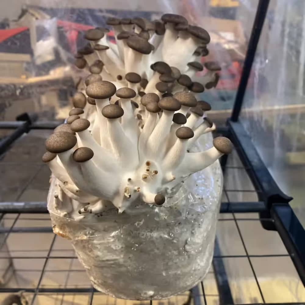 Mushrooms growing in a clear container on a tiled floor