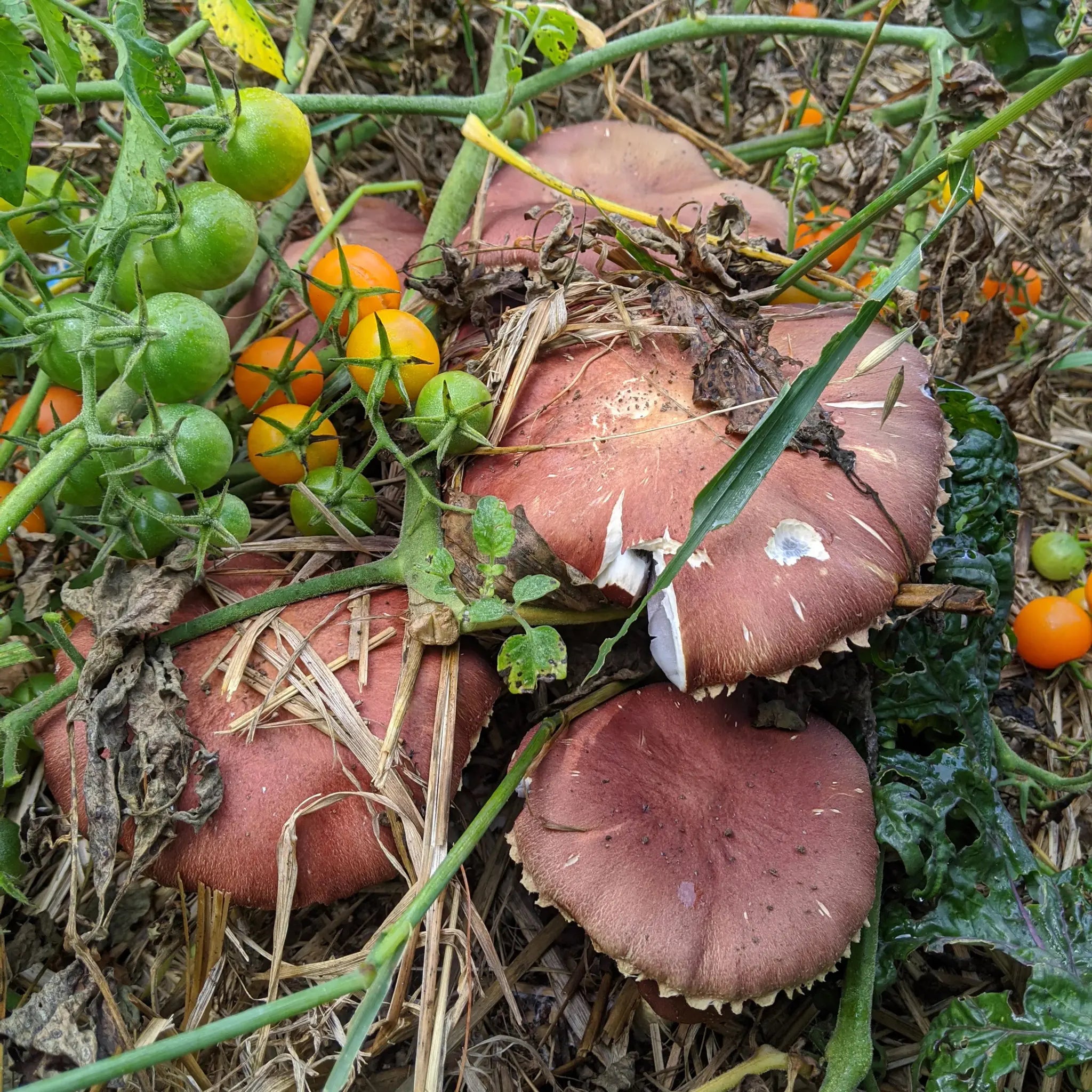 Large brown mushrooms grow among green and orange cherry tomatoes and leafy plants in a garden with straw and dry leaves on the ground.