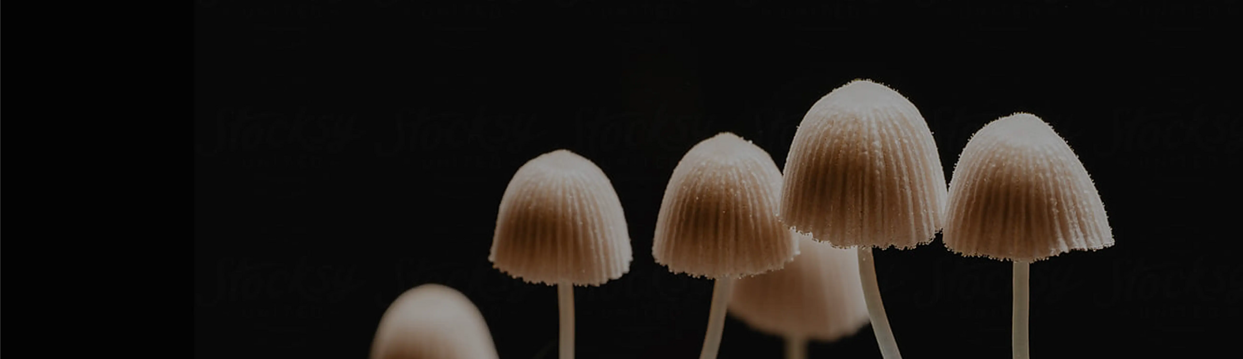 Close-up of delicate, light-colored mushrooms with thin stems and grooved caps, set against a dark background.