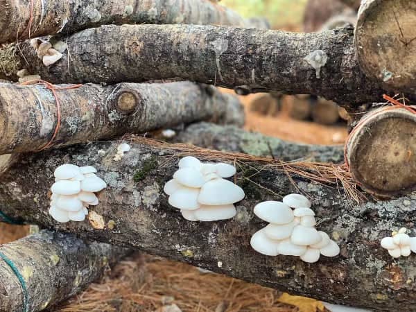 White mushrooms growing on stacked logs in an outdoor setting with pine needles scattered on the ground.