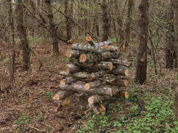 A stack of cut logs arranged in a crisscross pattern stands in a wooded area with leafless trees and sparse green ground cover.
