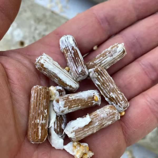 A hand holding several brown, cylindrical objects with a white, mold-like substance partially covering them.