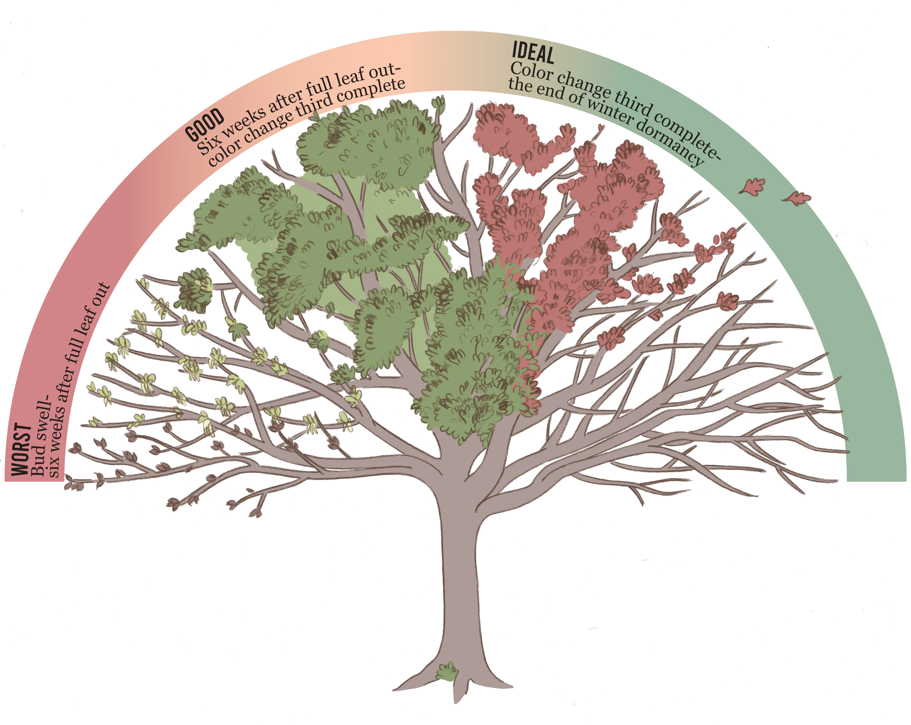 Diagram of a tree showing the best and worst times to prune, with color-coded leaves from full leaf out (worst) to end of winter dormancy (ideal) for pruning.