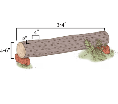 A log measuring 3–4 feet long and 4–6 inches in diameter rests on rocks, with ferns beside it; labeled dimensions show the logs length, diameter, and the size of the supporting rocks.