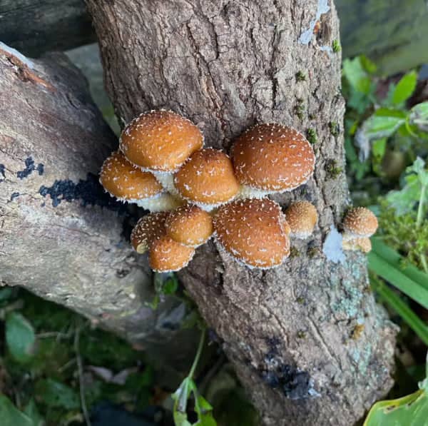 Cluster of brown mushrooms with white speckles growing on the side of a tree trunk, surrounded by green foliage.