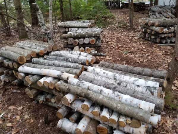 Several stacks of cut birch logs are piled on the forest floor among trees, with leaves and branches scattered around.