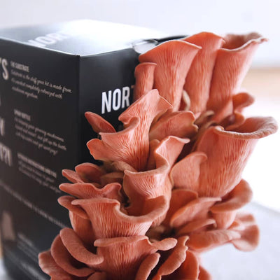 A cluster of pink oyster mushrooms growing from a black box indoors, with detailed gills and wavy caps visible.