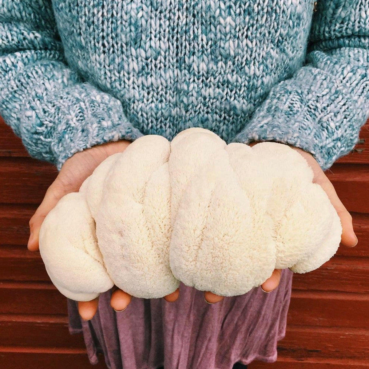 Holiday Bundle Little Chefs Mushroom Growing and Cooking Bundle