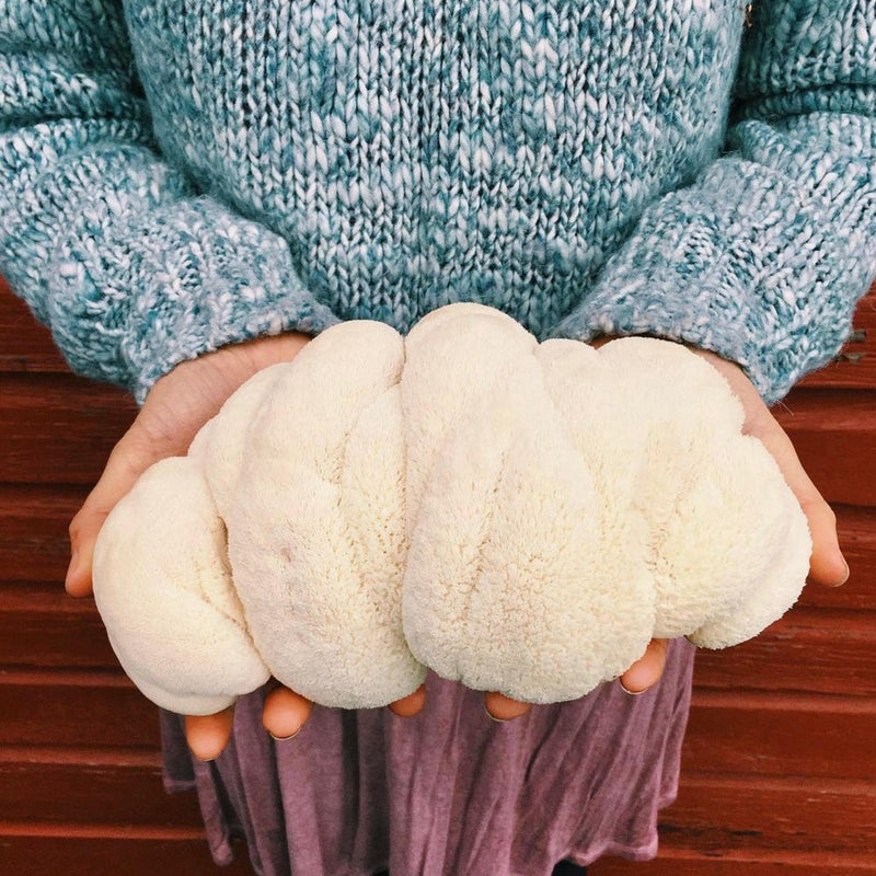 Holiday Bundle Little Chefs Mushroom Growing and Cooking Bundle