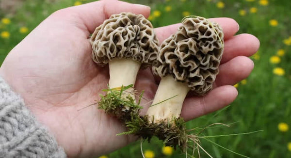 The Ultimate Morel Guide