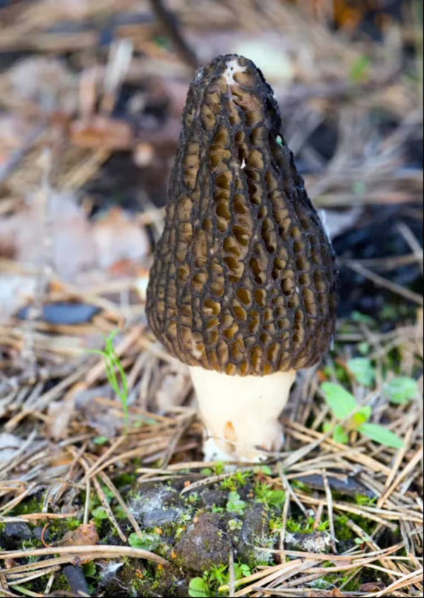The Ultimate Morel Guide