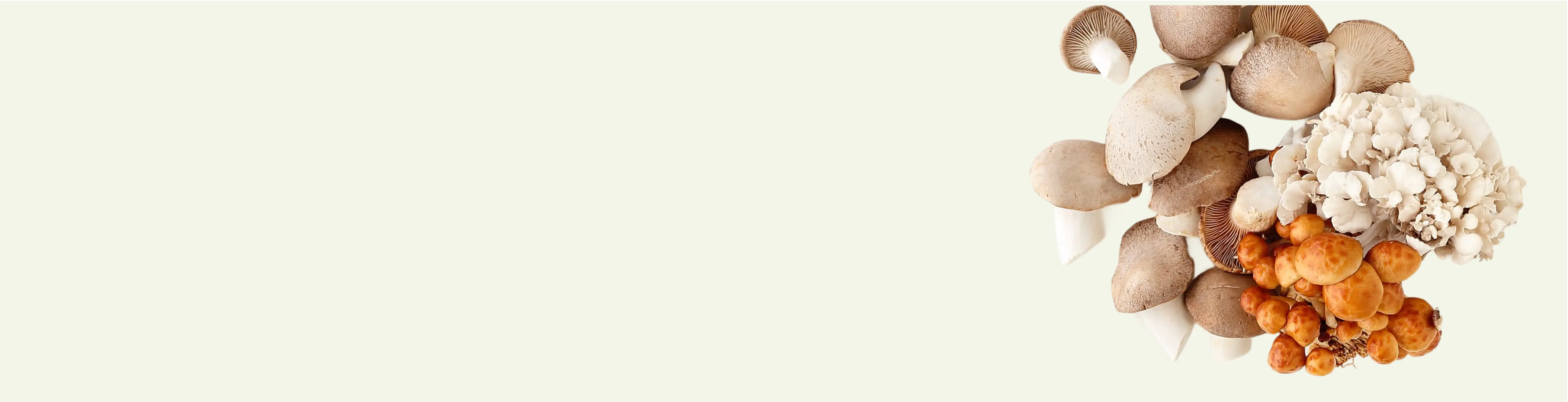 A cluster of assorted fresh mushrooms, including oyster, king oyster, maitake, and chanterelle, arranged on a light background with ample empty space on the left.