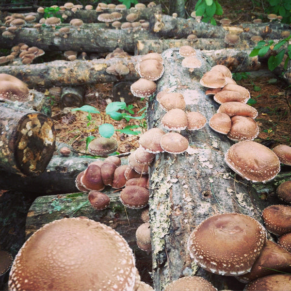 How to Grow Shiitake on Logs