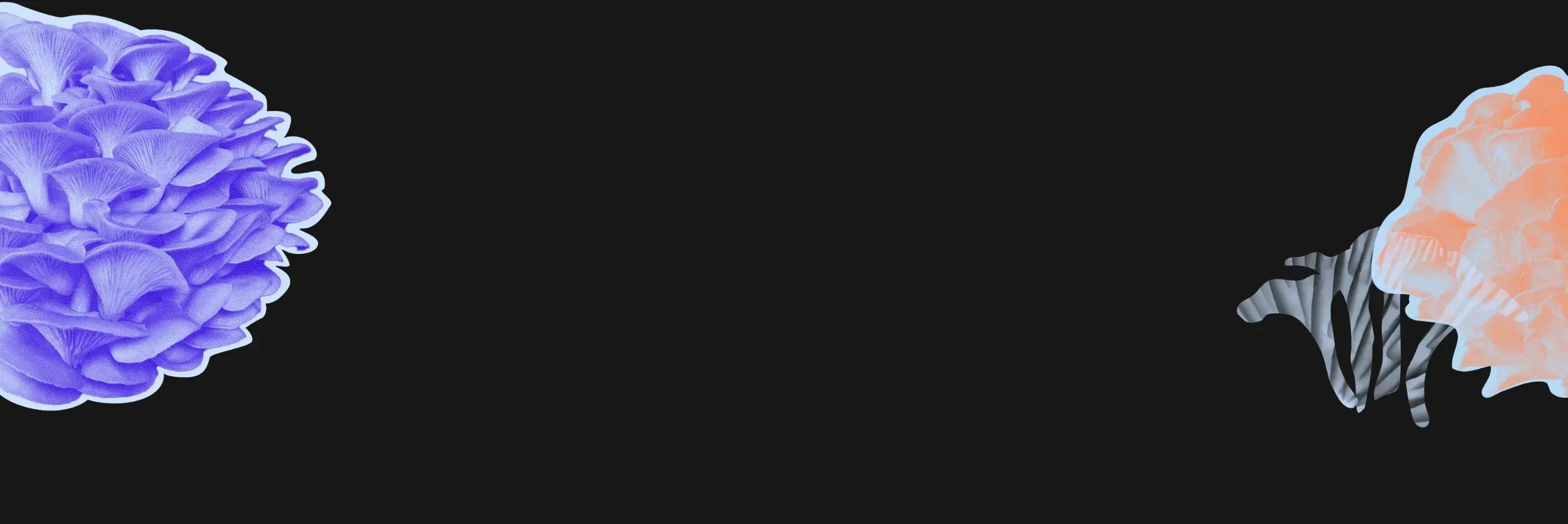 A large purple flower on the left and an orange flower with faint zebra stripes on the right, both on a black background.