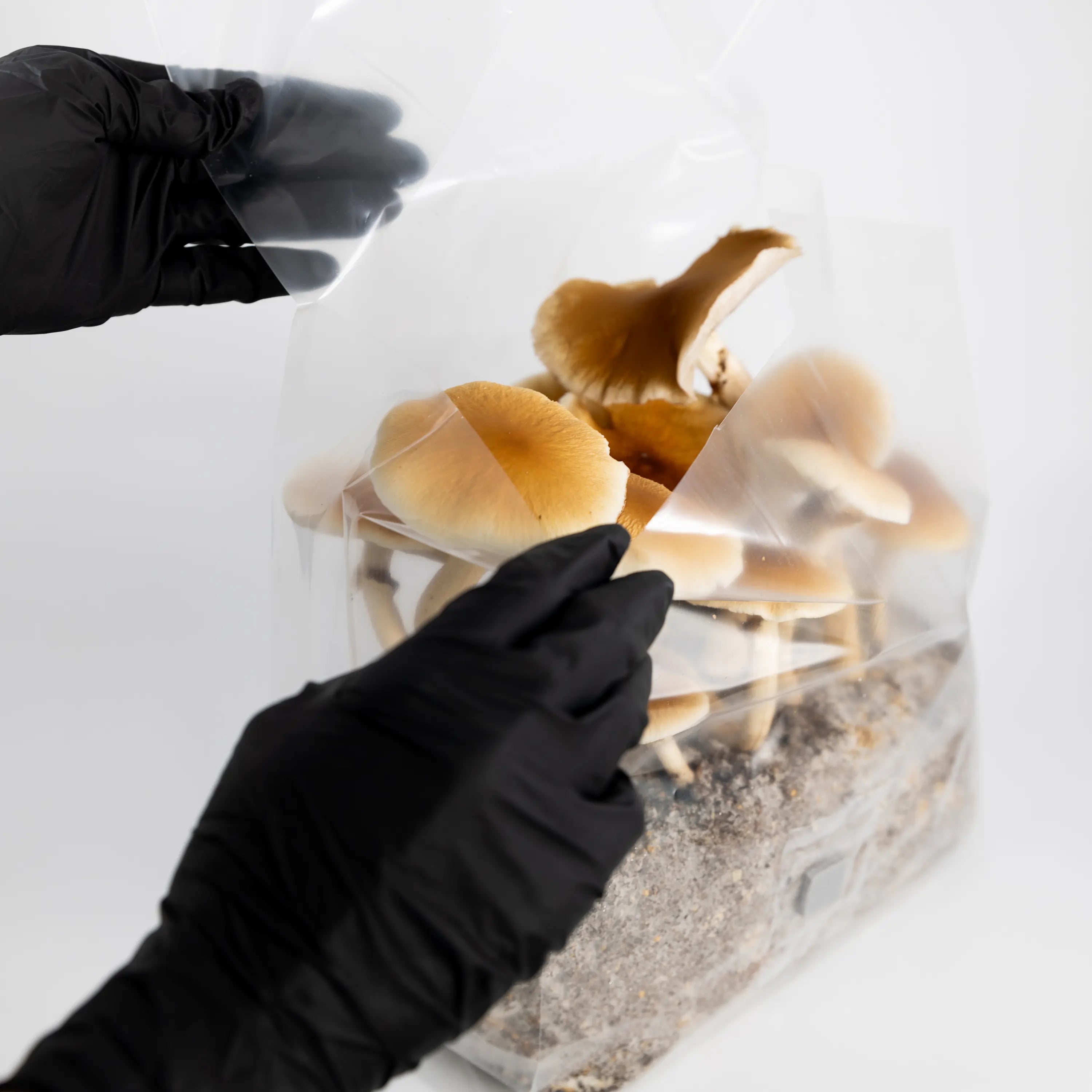 A person wearing black gloves opens a clear plastic bag containing several brown mushrooms growing on a substrate.
