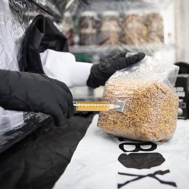 A person in black gloves injects liquid from a syringe into a sealed plastic bag of grain inside a lab setting.