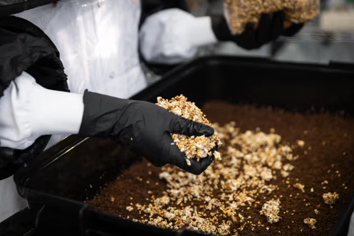 A person wearing black gloves spreads grain spawn over soil in a black tray, preparing for mushroom cultivation.