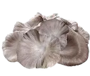 <span class="metafield-string">Italian Oyster</span>