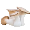 <span class="metafield-string">King Trumpet</span>