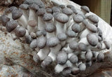 Image thumbnail: Kit de culture Ballot de culture Black Pearl BIO