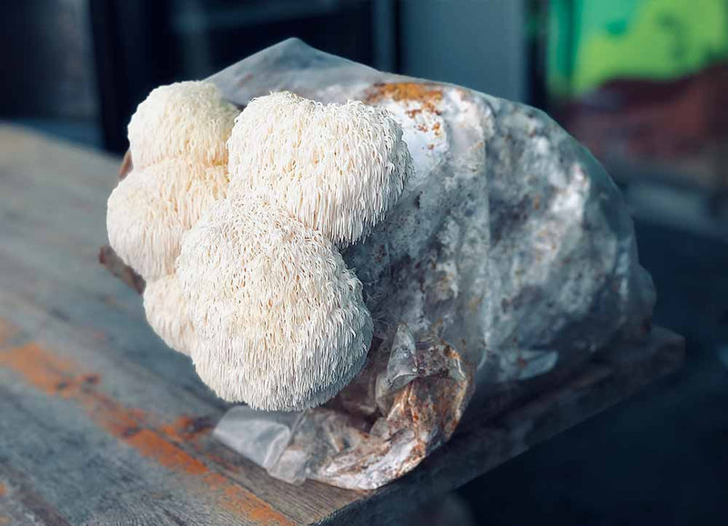 Kit de culture Ballot de Culture Lion's Mane BIO