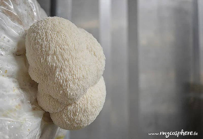 Organic Lion's Mane Mushroom Culture Block