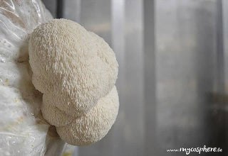 Kit de culture Ballot de Culture Lion's Mane BIO