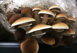 Image thumbnail: Kit de culture Ballot de Culture Pioppino BIO
