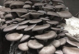 Image thumbnail: Kit de culture Ballot de Culture Pleurote Gris BIO